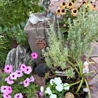 ニチニチソウ,ペチュニア,ラベンダー,ギシギシ,花のある暮らしの画像