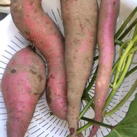 スイカ,スイカ,かぼちゃ,種から育苗,あまはずきの画像