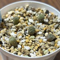 エケベリア,ロフォフォラ 翠冠玉,多肉植物,エケベリア属,多肉植物 エケベリアの画像