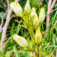 トウヤクリンドウ,ナナカマド,リンドウ,タカネナナカマド,山野草の画像
