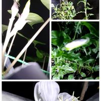 ヨルガオ,ヨルガオ,シロバナ夜咲き月見草,セリア重なる鉢植え,白・しろ・ホワイトの画像
