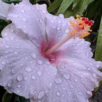 ハイビスカス,ハイビスカス,ハイビスカス　K-ブルー,ガーデニング初心者,おうち園芸の画像