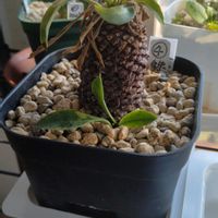 ユーフォルビア 鉄甲丸,ユーフォルビア・オベサ鉄甲,ユーフォルビアの画像