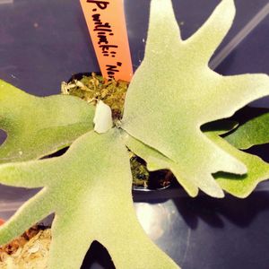 熱帯植物, ビカクシダ,ビカクシダのある暮らしの画像
