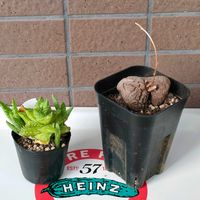 アロエ,亀甲竜,アフリカ亀甲竜,アロエ 翡翠殿,多肉植物の画像