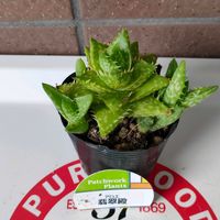 アロエ,アロエ 翡翠殿,多肉植物,観葉植物,ベランダーの画像