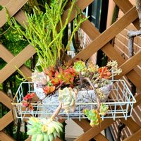 寄せ植え,多肉寄せ植え,#多肉#多肉植物#たにく,庭の画像