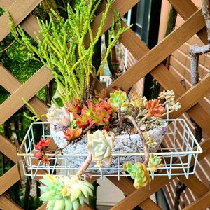 寄せ植え,多肉寄せ植え,#多肉#多肉植物#たにく,庭の画像