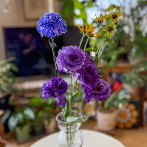 カーネーション,トルコキキョウ,ルドベキア,パープルの画像