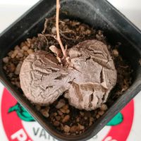 亀甲竜,アフリカ亀甲竜,観葉植物,塊根植物,つる性植物の画像