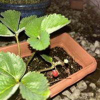 イチゴ,いちご,イチゴの芽,苺(いちご),イチゴ栽培の画像