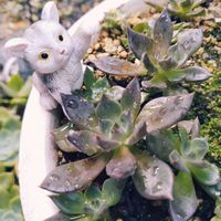 多肉植物,セダム属,多肉寄せ植え,お庭の植物,葉挿しっ子の画像