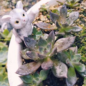 多肉植物,セダム属,多肉寄せ植え,お庭の植物,葉挿しっ子の画像