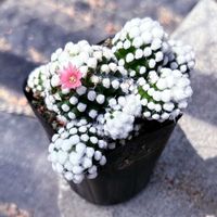 ガーデニング,花のある暮らし,わんこと一緒,バルコニスト,虫にも負けないの画像