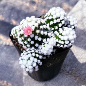 ガーデニング,花のある暮らし,わんこと一緒,バルコニスト,虫にも負けないの画像