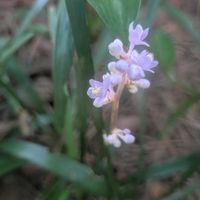 ヤブラン,全てに祈りを♪,世界中花咲く平和に充たされますように祈ります,未来の子供達に遺すのは…,自然界は厳しくも美しいの画像