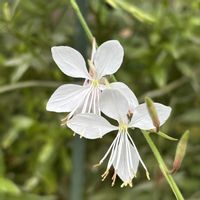 ガウラ,ガウラ(白蝶草),花のある暮らし,かわゆい♡,しろいはなの画像