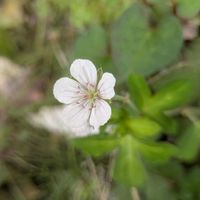 ツユクサ,ゲンノショウコ,花言葉,全てに祈りを♪,世界中花咲く平和に充たされますように祈りますの画像
