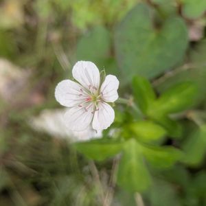 ツユクサ,ゲンノショウコ,花言葉,全てに祈りを♪,世界中花咲く平和に充たされますように祈りますの画像