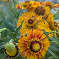 ヒメキンギョソウ,ヘレニウム（団子菊）,トレニア・イエロームーン,花のある暮らし,季節のお花の画像