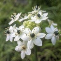 ムクゲ,オーニソガラム サンデルシー,オーニソガラム サンデルシー,花言葉,全てに祈りを♪の画像