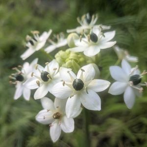 ムクゲ,オーニソガラム サンデルシー,オーニソガラム サンデルシー,花言葉,全てに祈りを♪の画像