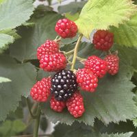 ブラックベリー,ブラックベリー,ブラックベリー,ブラックベリー,ブラックベリーの画像