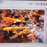 モミジ,紅葉,紅葉,和風,紅葉（こうよう）の画像