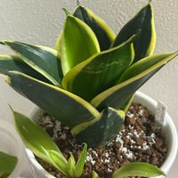 サンスベリア ハニーバニー,観葉植物,100均,ダイソー,リビング・ダイニングの画像