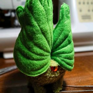 ビカクシダ ウィリンキー,塊根まん,多肉植物,観葉植物,塊根植物の画像