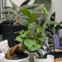 ガジュマル,観葉植物,がじゅまるの画像