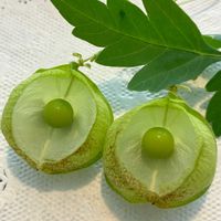 フウセンカズラ,フウセンカズラの種,フウセンカズラの花,おうち園芸,フェンスの画像