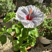 ハイビスカス  デニムブルー,お花,花木,おうち園芸,庭の画像