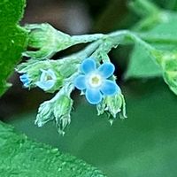キュウリグサ,キュウリグサ,花に癒されて,花友さんにエール,いいねをありがとうございます¨̮♡︎の画像