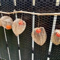 ホオズキ,透かしホオズキ,スケルトン,鬼灯(ほおずき),ほおずきの画像