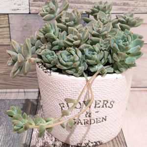 プロリフィカ,薄氷,寄せ植え,多肉植物,エケベリア属の画像