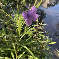 ヤナギバルイラソウの画像