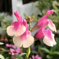 サルビア,サルビアミラージュ,サルビアミラージュローズバイカラーの画像