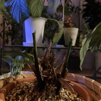 カラテア フレディ,カラテア フレディ,クズウコン科 ,カラテア属,ダイソー出身の画像