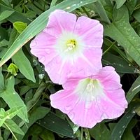 ヒルガオ,可憐な花,ピンクワールドへ ようこそ,明日はきっと良い日になる,2019同期の画像