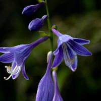ギボウシ,山野草,登山,マクロ撮影,一眼レフの画像