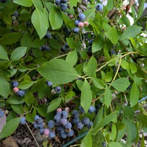 ブルーベリー,多肉植物,葉挿し,多肉寄せ植え,実生苗の画像