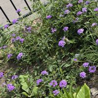 宿根バーベナ,暮らしに花を,花を愛でる,花は癒し,庭の画像