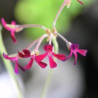 ペラルゴニウム,ペラルゴニウム,白花イワシャジン,ツルベキア,ツルベキアの画像