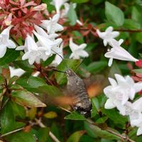 アベリア,植栽,半常緑低木の画像