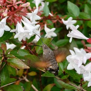 アベリア,植栽,半常緑低木の画像