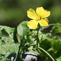 ヘチマ,ヘチマの花,夏野菜,沖縄,ヤンバルの画像