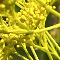 オミナエシ,黄色の花,今日も元気で,今日も笑顔で♡,花を通じて愛と平和をの画像