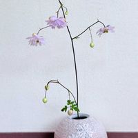 レンゲショウマ,森の妖精,花言葉,生花,山野草の画像