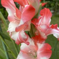 グラジオラスの画像